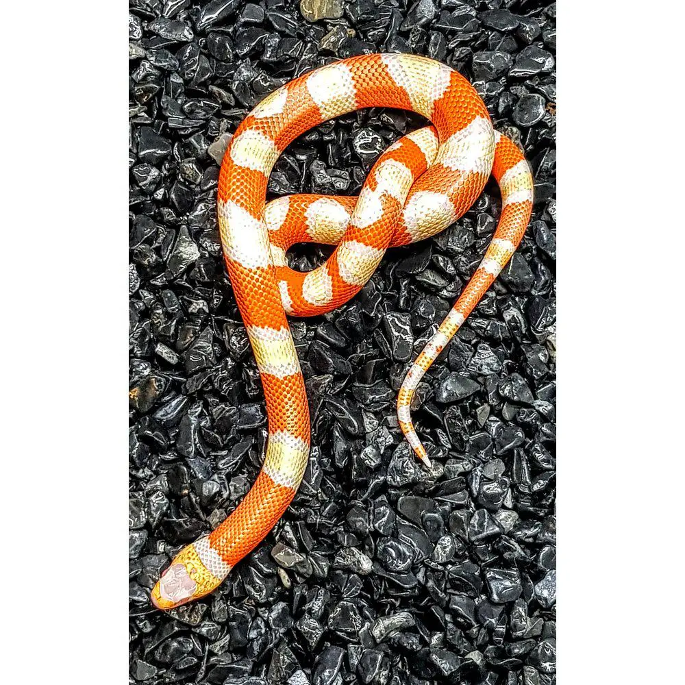 Honduras Mælkesnog Albino (Lampropeltis triangulum hondurensis)